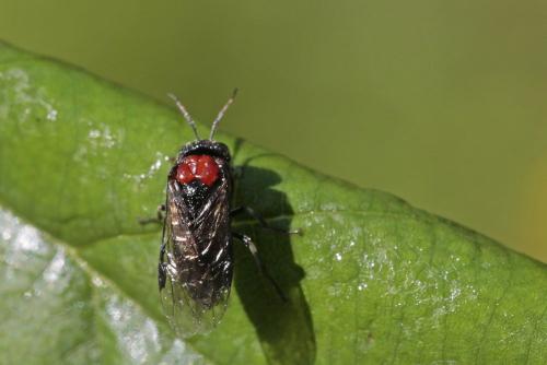 Réf. 265 445 : Eriocampa ovata